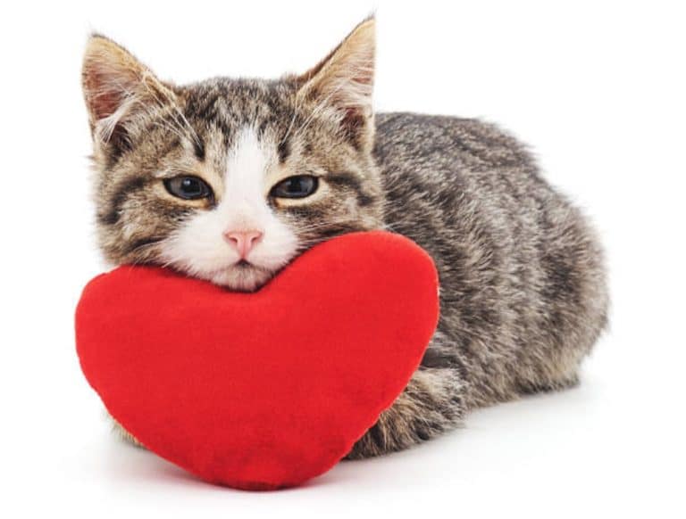 chaton couché coeur