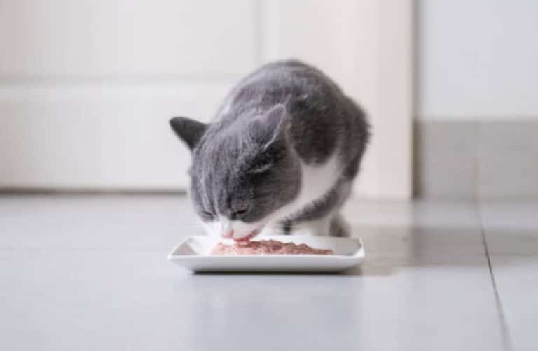 chat mange gamelle