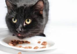 chat mange