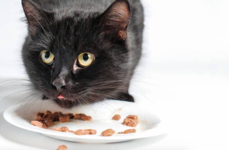 chat mange
