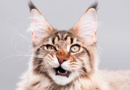 chat grimace