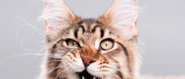 chat grimace