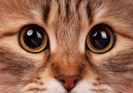 chat yeux