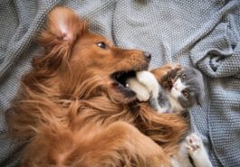chien chat bagarre