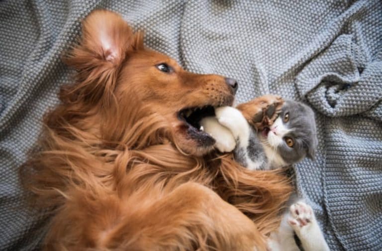 chien chat bagarre