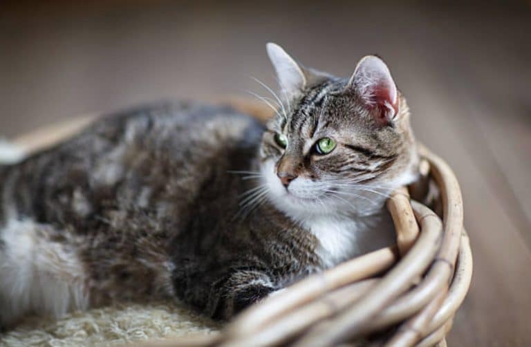 chat couché