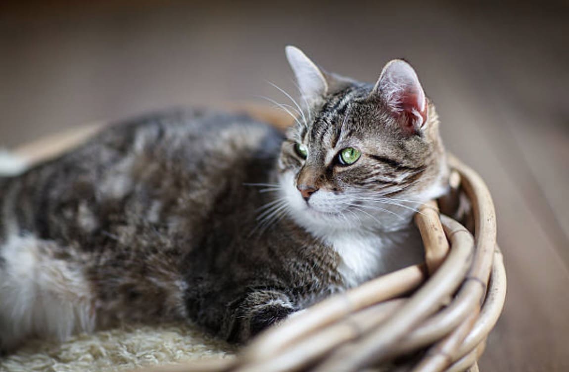 chat couché