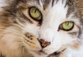 chat