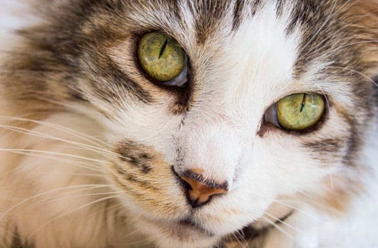 chat