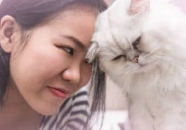 chat cogne tête