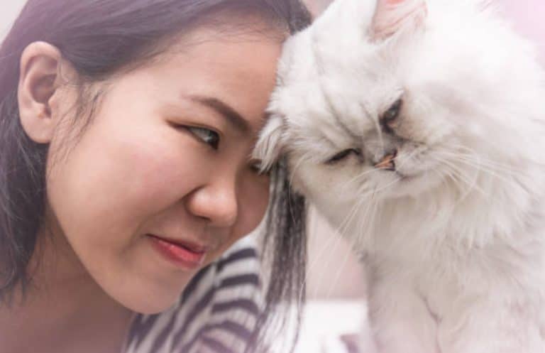 chat cogne tête
