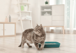 chat litière