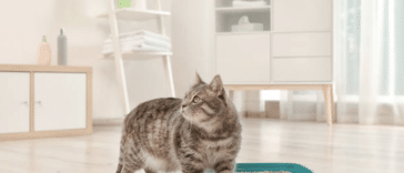 chat litière