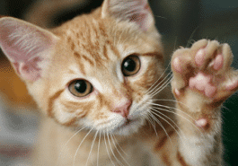 chat patte