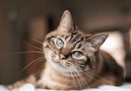 chat couché