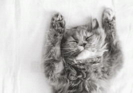chat dort