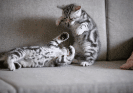 chatons jouent