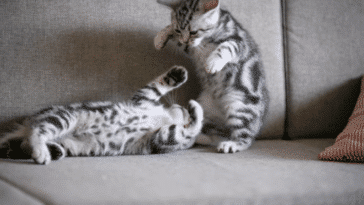 chatons jouent