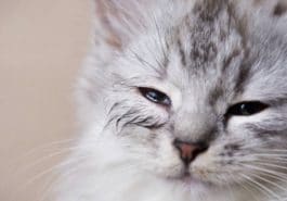 chaton yeux