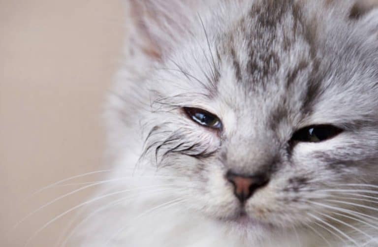 chaton yeux