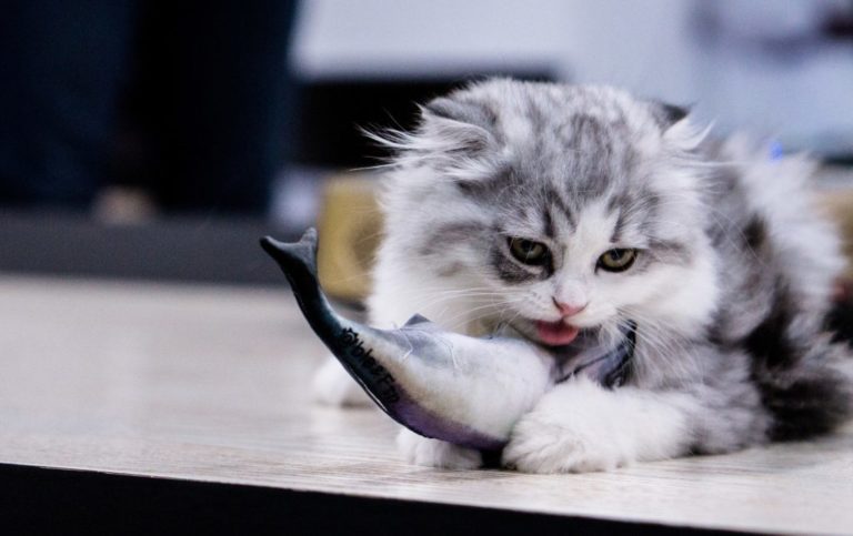 chat mange poisson