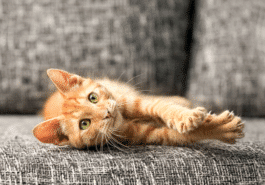 chat