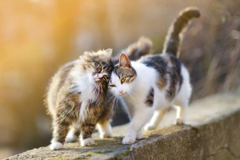 deux chats