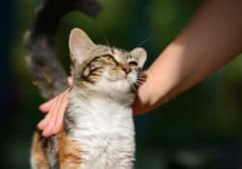 chat lève sa queue