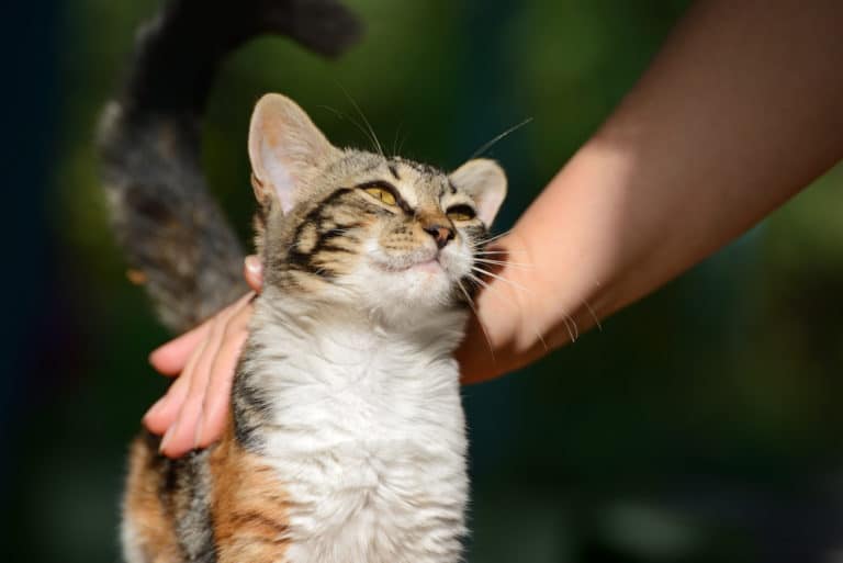 chat lève sa queue