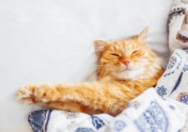 chat dort
