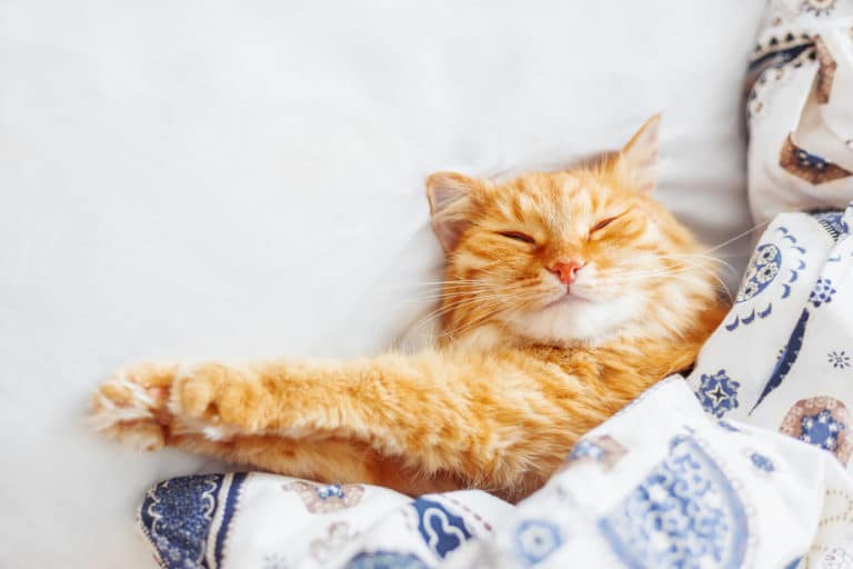 chat dort