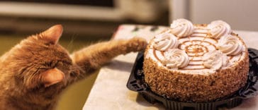 chat fait tomber