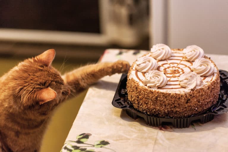chat fait tomber