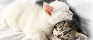 chatons