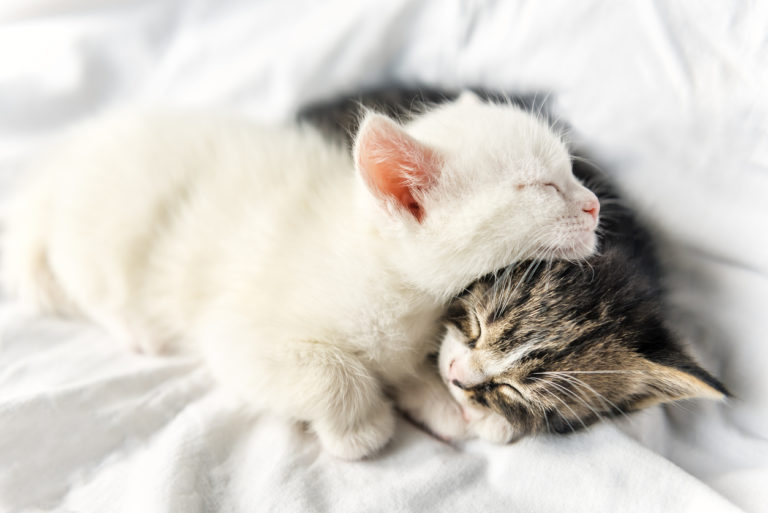 chatons