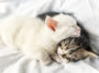 chatons