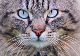 chat yeux