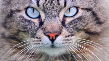 chat yeux