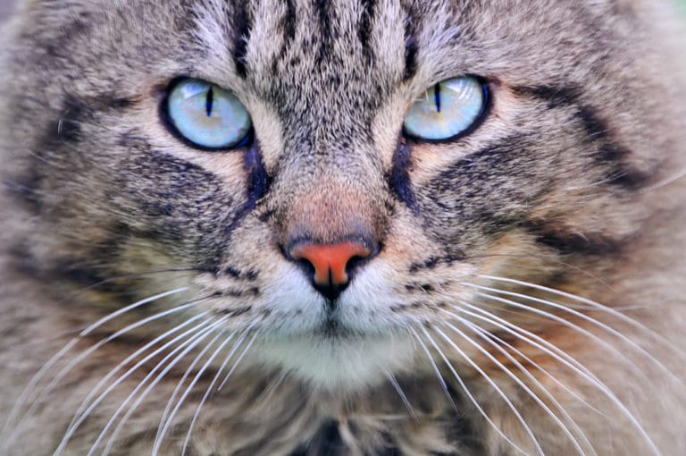 chat yeux