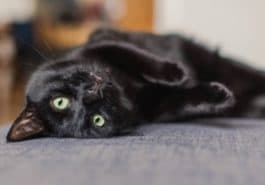 chat noir