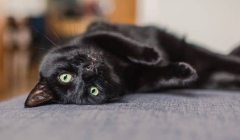 chat noir