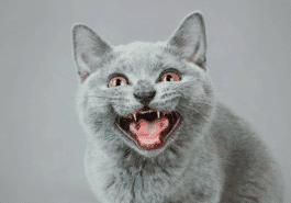 chat miaule