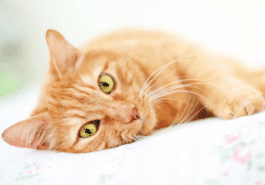 chat roux