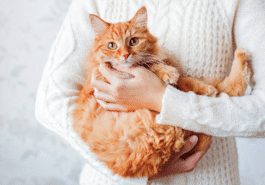 chat bras