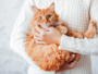 chat bras