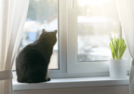chat fenêtre