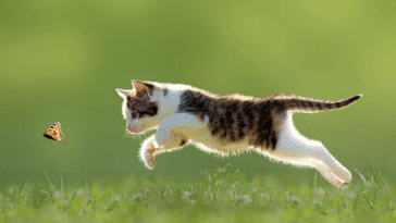 chat chasse papillon
