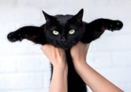 chat tenu bras