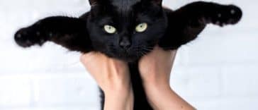 chat tenu bras