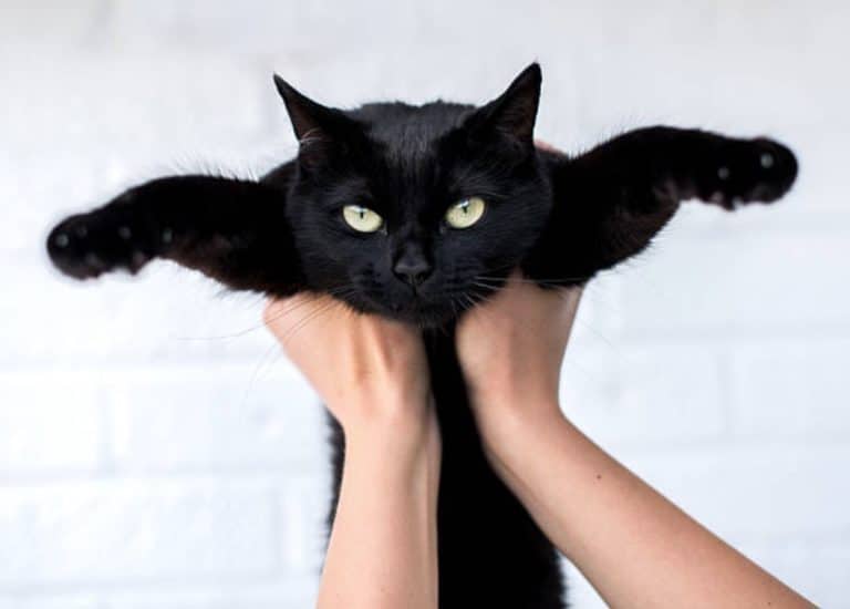 chat tenu bras